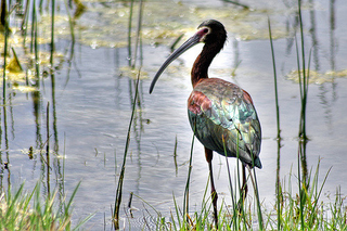Glossy ibis. Photo: AJ Schroetlin / Flickr